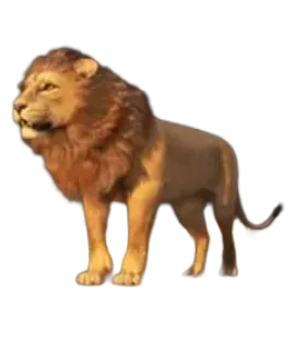 Gros Lion